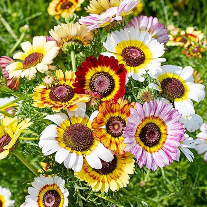 1000+ Perennial Mix Painted Daisy Flower Seeds for Planting-Non GMO & Heirloom Seeds for Home Garden