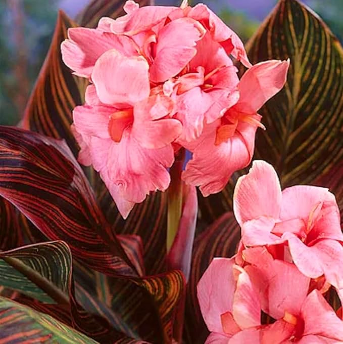 20 Canna Lily Seeds Mixed Flower Perennial Bonsai Rare Accent Plant Seeds Heirloom Canna Indica