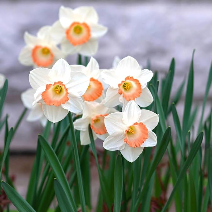 Pink Charm Daffodil Flowers - 12 Bulb Count - Pink and White Large Cup Narcissus - Easy to Grow Spring Blooming Perennials, Hardy Zones 3-8, Deer Resistant, Bee & Butterfly Attracting