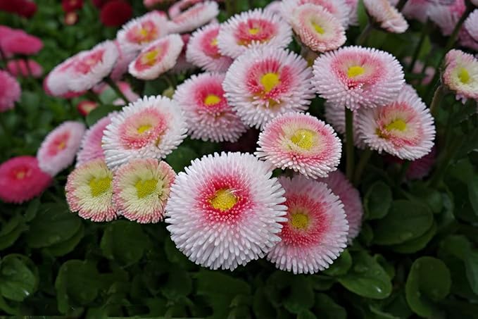 CEMEHA SEEDS - Seeds Aster Hi No Maru Annual Flowers for Planting