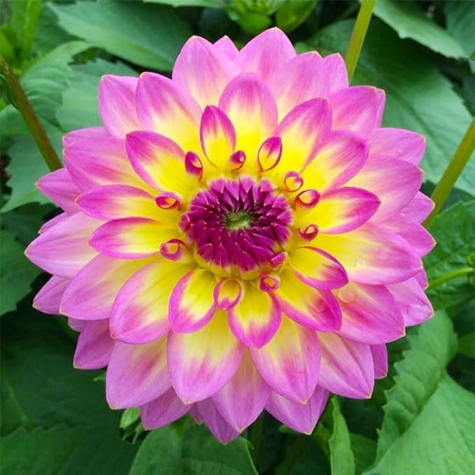 300+ Mix Dahlia Seeds to Plant - Exotic Varieties, Mixed Colors, Non-GMO, Ideal for Home Gardens