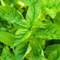 500+ Pcs Large Basil Seed Collection for Planting -Sweet, Opal, Thai, and Giant Leaf Basil - Non-GMO Heirloom Grow Indoors or Outdoor (Sweet Basil)