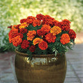 Park Seed Fireball Marigold Flower Seeds – Color-Changing 2.5-Inch Double Blooms from Red to Gold, Compact French Variety for Beds, Containers, and Pest Control – Pack of 25