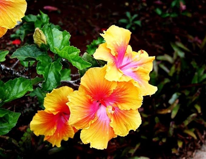 Flower Seeds 100 + Seeds Double Color Hibiscus Seeds Hardy Flower Easy Grow Seed