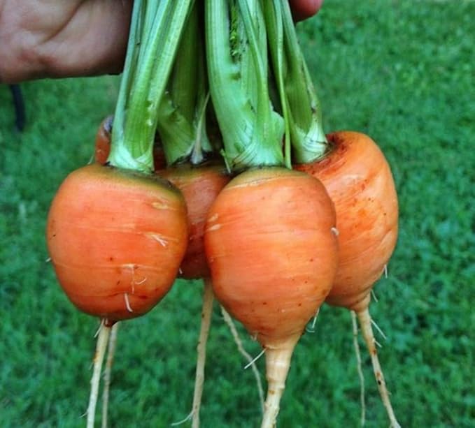 KIRA SEEDS - Seeds Carrot Paris Market - Heirloom Vegetable - GMO Free