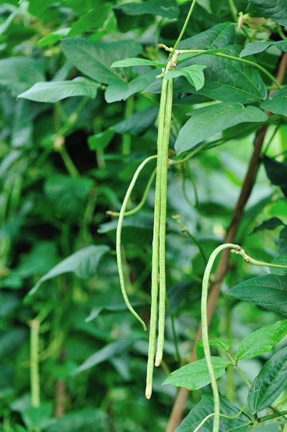Long Beans Seeds for Planting, 30 Grams, Approx. 120 Asian Vegetable Seeds, Yardlong Chinese Beans, A Crisp and Tender Alternative to String Beans