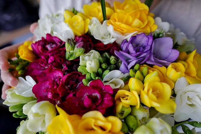 Double Freesia Flower Bulbs for Spring Planting - Mixed Colors for Bouquets - Large Healthy Bulbs - Great for Container or Outdoor Growing (10 Bulbs)