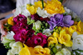 Double Freesia Flower Bulbs for Spring Planting - Mixed Colors for Bouquets - Large Healthy Bulbs - Great for Container or Outdoor Growing (10 Bulbs)