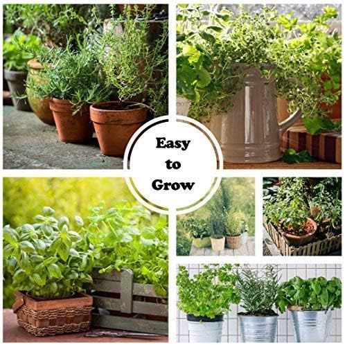 Culinary Herb Seeds Variety Pack – 10 Non-GMO Herb Seeds for Indoor & Outdoor Gardens – Includes Basil, Dill, Rosemary, Thyme & More with Planting Guide Book