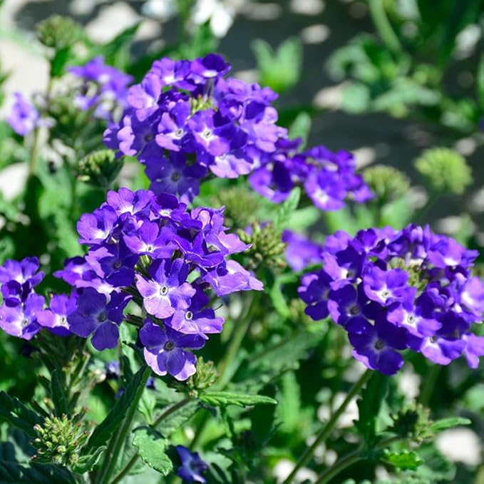 1500 Mixed Color Verbena Seeds - Dense Colorful Small Blooms, Cold & Heat-Tolerant Groundcover Flowers, Perfect for Garden Borders, Easy to Propagate