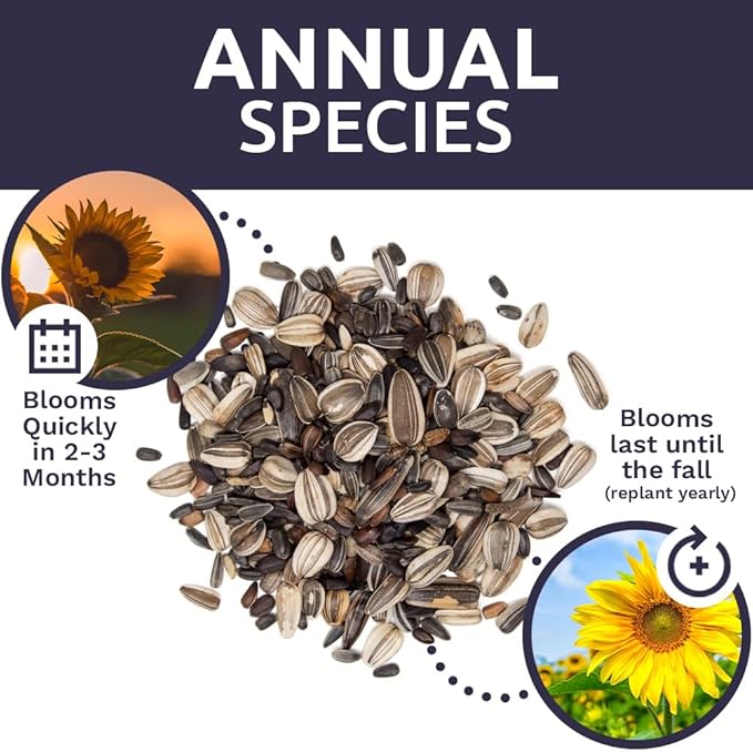 Sunflower Variety Mix 10 Types of Beautiful Sunflowers - Bulk 1 Ounce Packet - Open Pollinated Sunflower Seeds