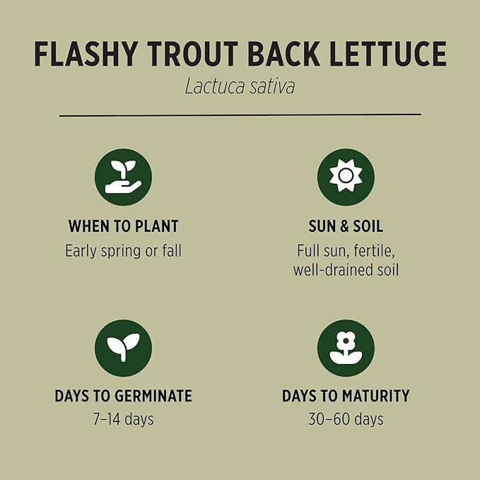 Banyan Botanicals Organic Lettuce Seeds – for Planting Outdoors or Indoors – Flashy Trout Back Lettuce Seeds – 100 Count – Open Pollinated Non-GMO