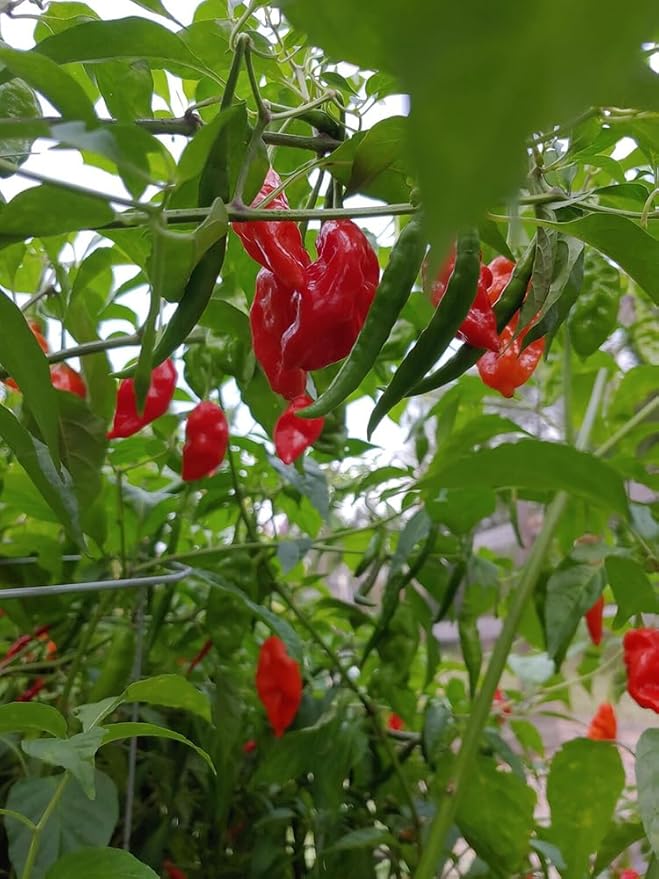 30+ Ghost Pepper Seeds Bhut Jolokia Extremely Hot Pepper Chili Genuine USA Non-GMO Garden Planting