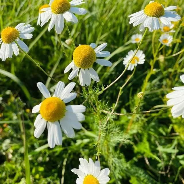 Seeds German Chamomile - Matricaria chamomilla - 2500 Seeds Heirloom Herbs - GMO Free