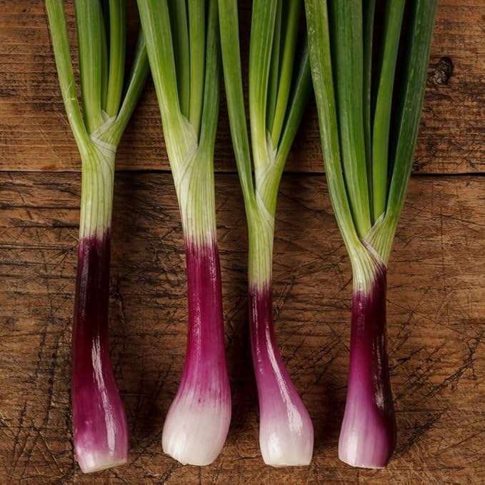 100+ Seeds Red Welsh Onion - Vegetable Red
