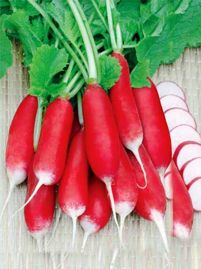 300+ Seeds Fire N Ice French Radish Yield Within 18 Days - Vegetable Red