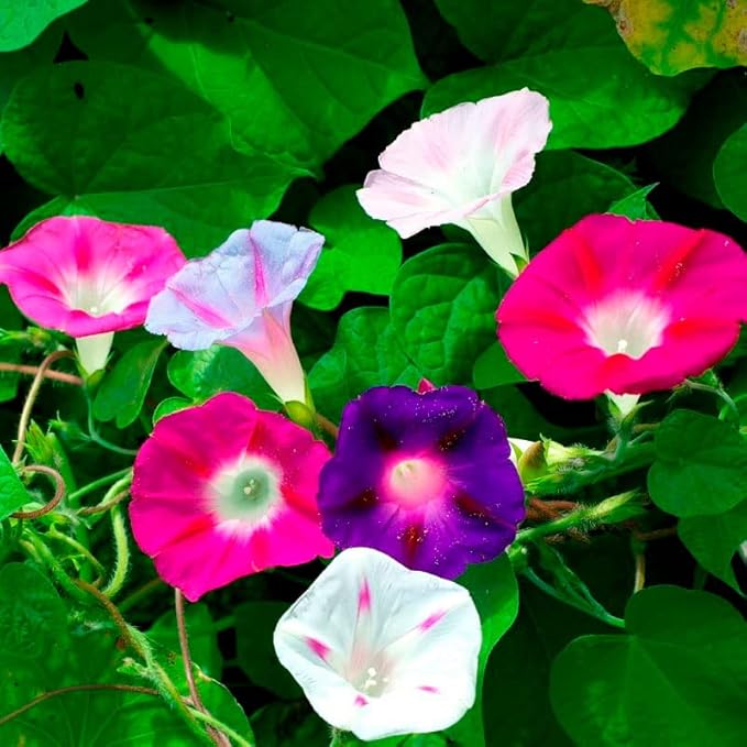Eden Brothers Morning Glory Seeds - Imperial Mix, Non-GMO Seeds for Planting, 1 oz | Low-Maintenance Flower Seeds, Plant During Spring, Zones 1, 2, 3, 4, 5, 6, 7, 8, 9, 10