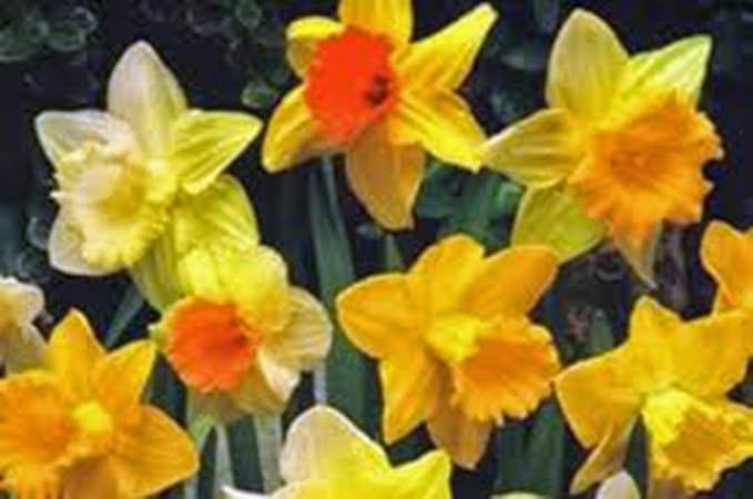 Daffodil, Bulb (20 Pack), Trumpet Mix, Perennial Daffodils, Bulbs, Stunning Bright Flowers
