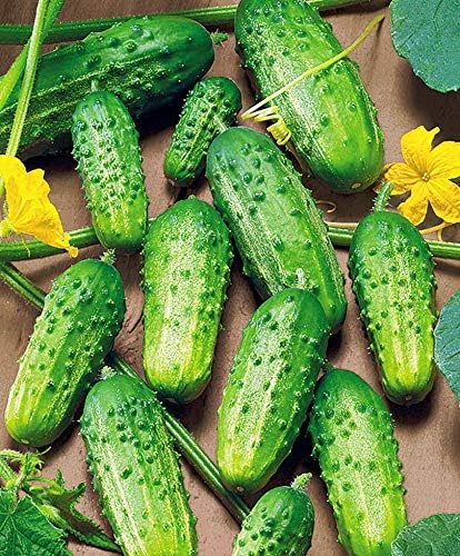CEMEHA SEEDS - Seeds Cucumber Source F1 Rodnichok Open-Pollinated Pickling Non GMO Vegetable for Planting