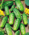CEMEHA SEEDS - Seeds Cucumber Source F1 Rodnichok Open-Pollinated Pickling Non GMO Vegetable for Planting