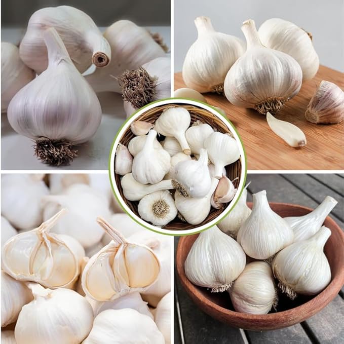 1 Pound White Hardneck Garlic Bulbs for Planting, Fresh High-Yield Hardy Garlic for Garden or Container Growing