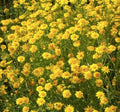 2300 Goldfields Seeds - Carpet of Low Growing Yellow Daisy Type of Wildflower for Sandy and Dry Clay Soils