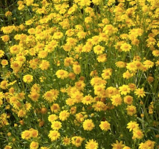 2300 Goldfields Seeds - Carpet of Low Growing Yellow Daisy Type of Wildflower for Sandy and Dry Clay Soils