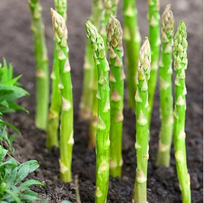 200 Mary Washington Asparagus Seeds | Perennial Cold Hardy Non GMO Heirloom Broccoli Fall Garden Root Vegetable Seed