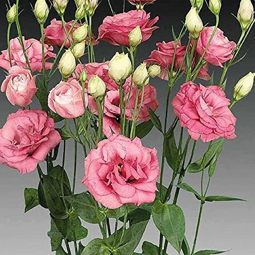 Park Seed Lisianthus Flowering Planting Seeds, Easy to Grow, Variety of Colors and Sizes, Spring Garden, Charisma Rose, Pack of 25
