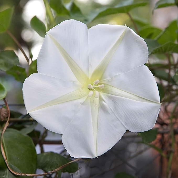 Eden Brothers Moonflower Seeds, Non-GMO Seeds for Planting, 1/4 lb | Low-Maintenance Flower Seeds, Plant During Spring, Zones 4, 5, 6, 7, 8, 9, 10