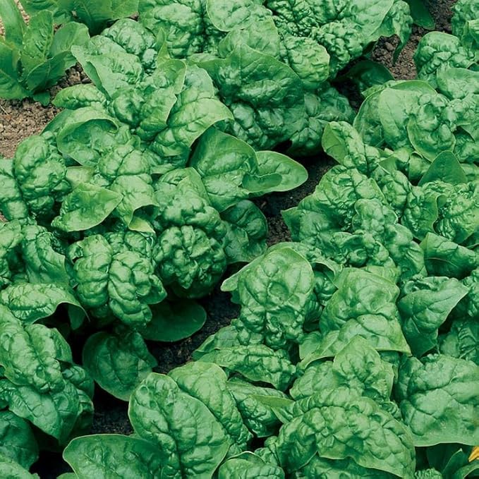 Park Seed Bloomsdale Long Standing Spinach Seeds, Pack of 400 Seeds – Heirloom, 35-50 Days to Maturity, Cold and Heat Tolerant, Nutritious and Flavorful, Ideal for Gardens