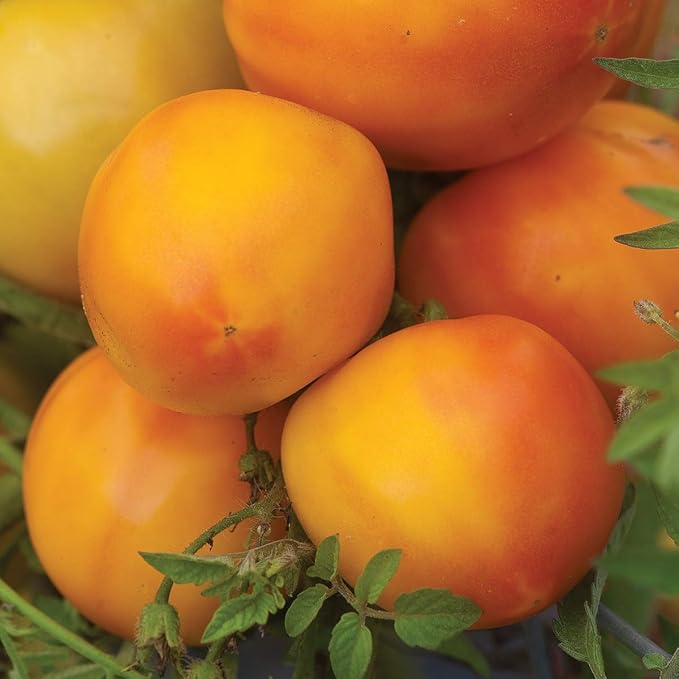 Burpee Tye-Dye Hybrid Tomato Seeds 15 seeds