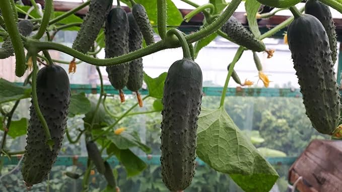Seeds Indoor Self-Pollinating Cucumber Be st Seller Hybrid Vegetable for Planting Non GMO - Harvest Time 37 Days