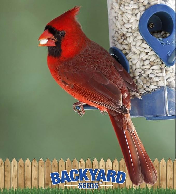 CountryMax Backyard Seeds Safflower Bird Seed for Cardinals (10 Pounds)