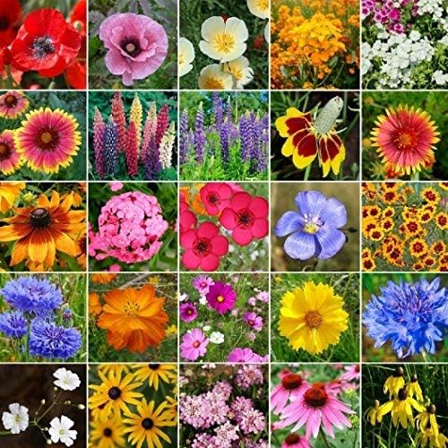 Non GMO Bulk Midwest Wildflower Seed Mix 25 Species of Wildflower Seeds (1/2 Lb)