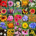 Non GMO Bulk Midwest Wildflower Seed Mix 25 Species of Wildflower Seeds (1/2 Lb)