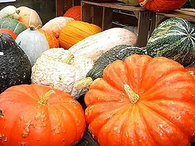 Jarrahdale Large Blue Pumpkin Seeds - 6-10 pounds - One of The Most Intereting and Decorative Pumpinks as Well as Delicious