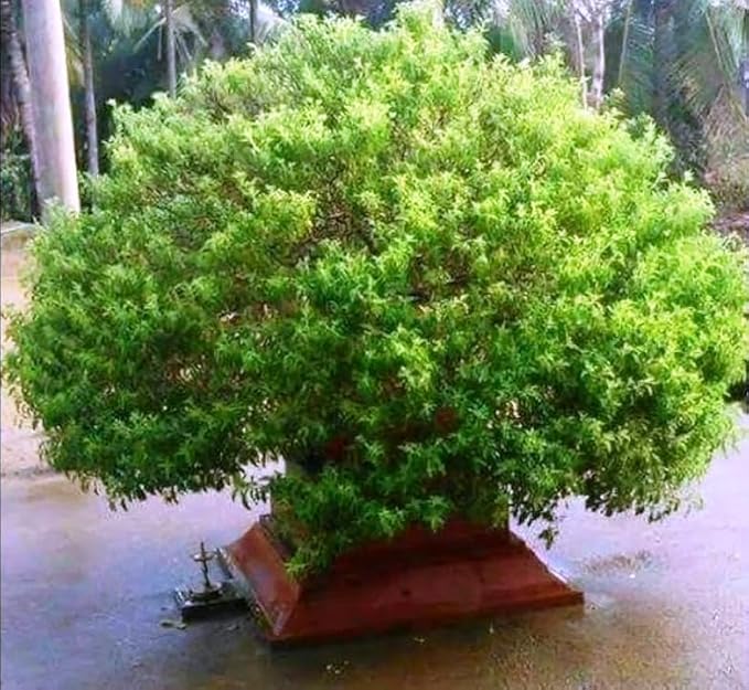 FUN AND GROW SEEDS: Seeds Ornamental Tulsi Tree Holy Basil Non GMO Heirloom