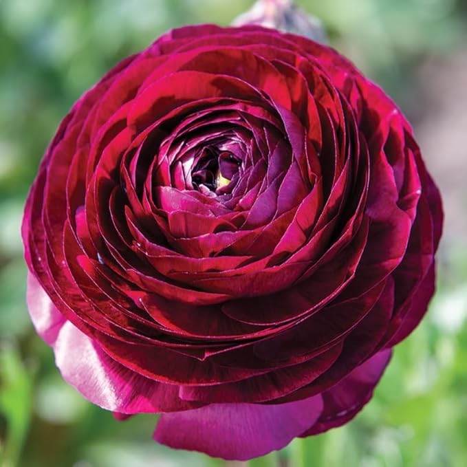 Set 50 Ranunculus Bulbs for Planting, Purple Ranunculus Corms Bulk, Butterfly Ranunculus Flowers Bulbs Spring Fall, Peony Buttercup Ranunculus
