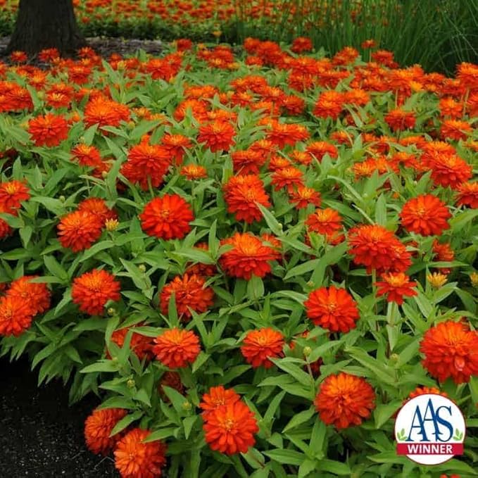 Outsidepride Marylandica Zahara Double Fire Zinnia Seeds for Planting Outdoors – 50Pcs Annual, Heat & Drought Tolerant, Butterfly-Attracting, Ideal for Plant Beds & Cut Flower Garden (AAS Winner)