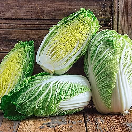 25+ Count Napa Michihili Heading Cabbage Seed, Heirloom, Non GMO Seed Tasty Healthy Veggie