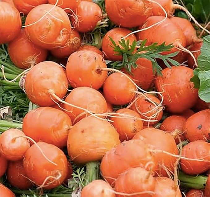 Round Sweet Carrots - A Delicacy - 1000 Seeds - Heirloom Carrot