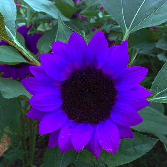 GMNP0di% Sunflower Seeds to Plant Purple Sunflower Seeds Ornamental Plant Home Garden Yard Farm Office Decor Non-GMO Seeds Purple Sunflower Seeds