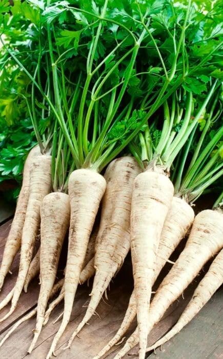 SeedsUP - 2000+ Seeds Root and Leaf Parsley Hercules Hamburg - 2000 Seeds - Herb Gray