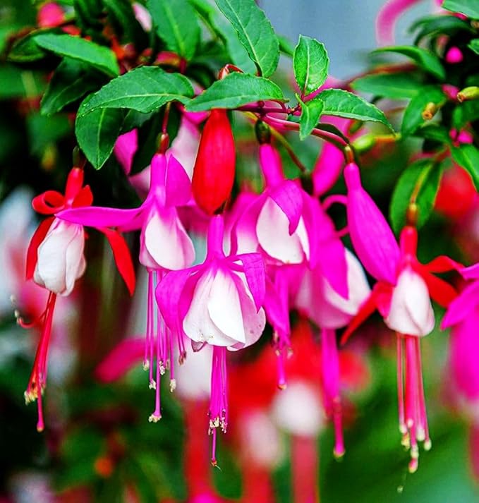Fuchsia Flower Seeds Perennial Home Plant Bonsai 100 Pcs Seeds
