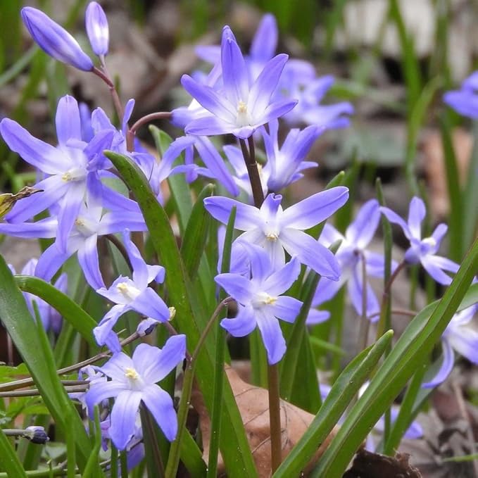 Glory of The Snow Flower Bulbs – 15 Chionodoxa Bulbs | Purple, Blue & White Star-Shaped Blooms | Early Spring Perennials for Fall Planting | Easy to Grow – Zones 3–8 – Great Garden Gift