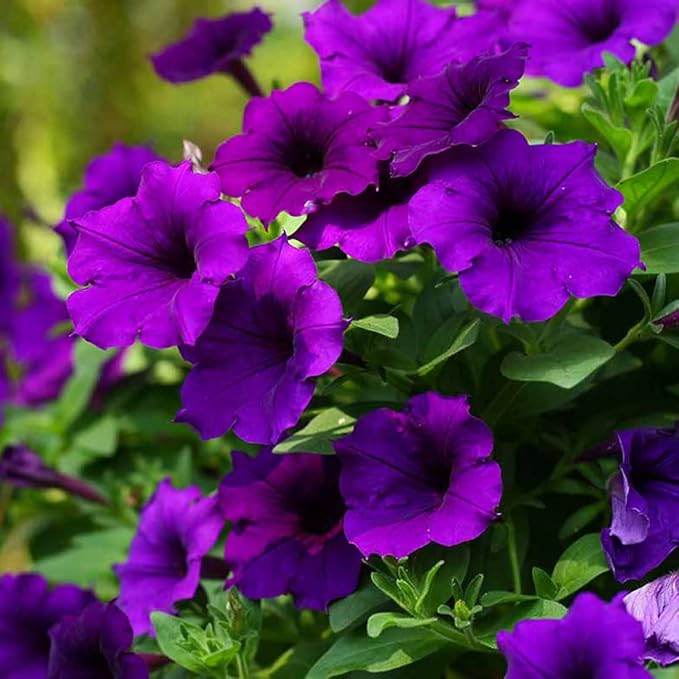 100 Violet Petunia Seeds Easy to Grow Hanging Basket Flower for Planting Garden Home Garden Balcony Purple Flowers Seeds