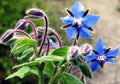 Seeds Borage Annual Herbs Non GMO Heirloom