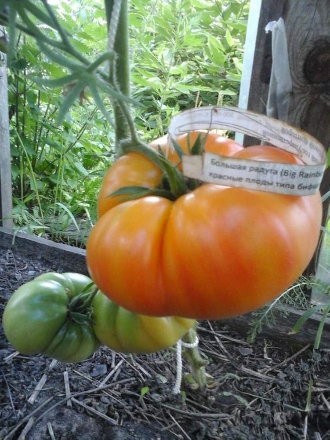 CEMEHA SEEDS - Seeds Rainbow Beefsteak Tomato Giant Rare Indeterminate Non GMO Vegetable for Planting