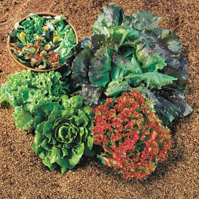 Park Seed Lettuce Salad Mix Edible Plant Seeds – Best Lettuce Collection with Buttercrunch, Red Sails, Super Jericho & More, High Yield & Easy to Grow, Gourmet Variety, Pack of 2600